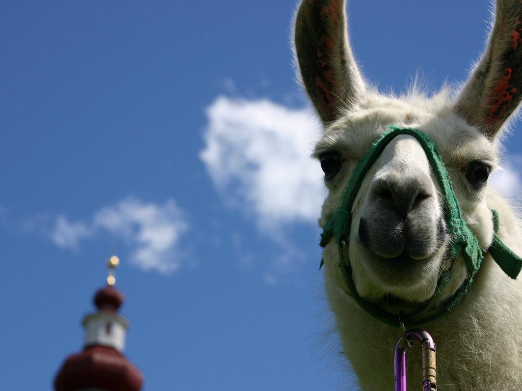 Bauernhof Im Wiesengrund Maria Luggau Luaran gambar